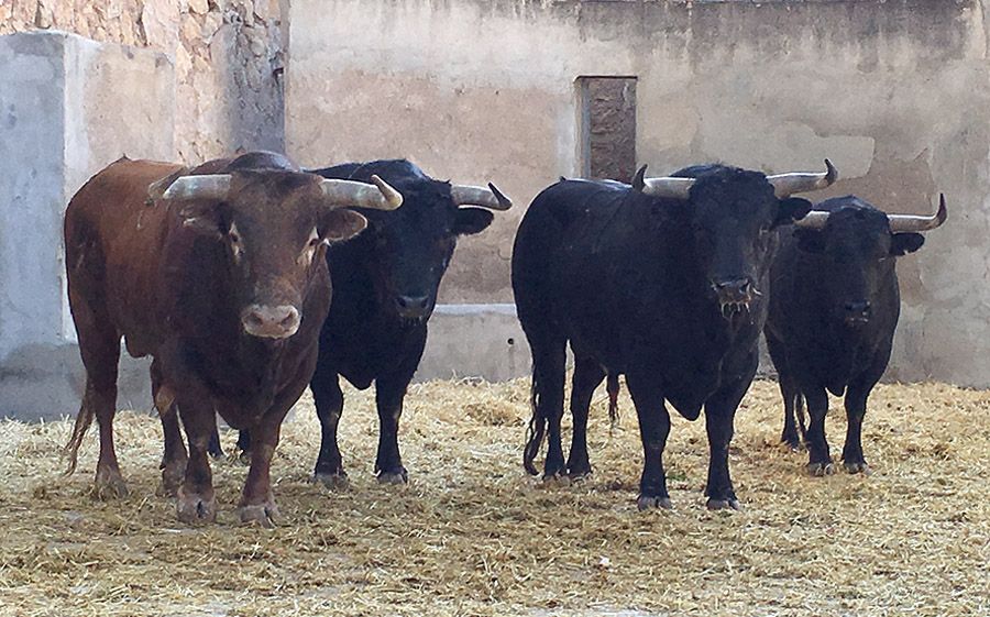 Orden de lidia de los toros de Luis Algarra para esta tarde en Murcia