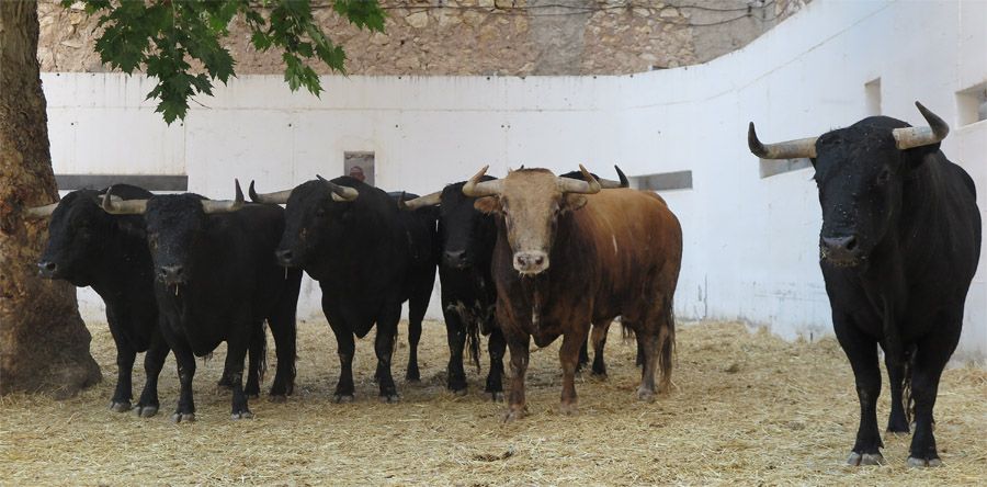 Orden de lidia de los toros de Victoriano del Río para esta tarde en Murcia