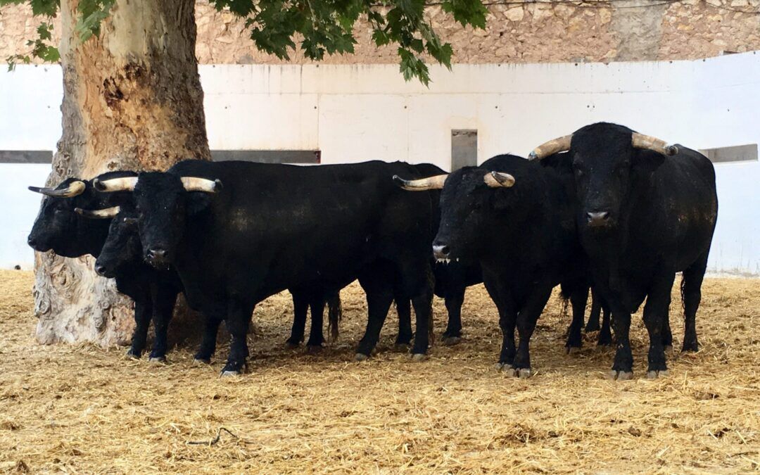 Orden de lidia de los toros de Los Espartales para esta tarde en Murcia