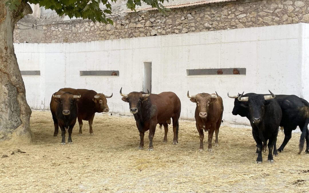 Orden de lidia de los novillos de Núñez de Tarifa