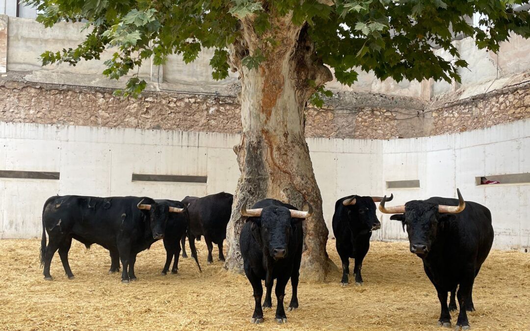 Orden de lidia de los toros de Daniel Ruiz