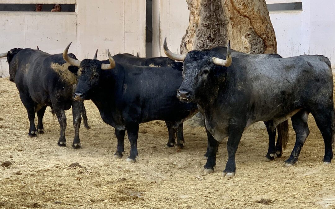 Orden de lidia de los toros de Victorino Martín