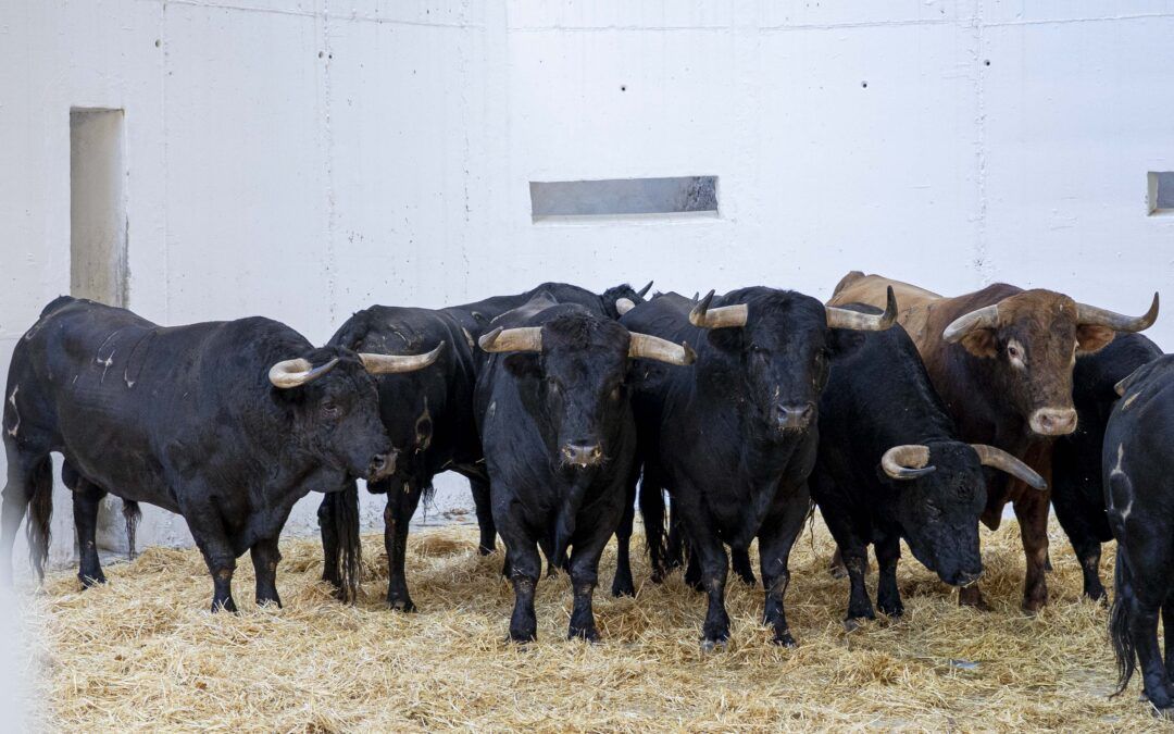 Orden de lidia de los toros de La Palmosilla para hoy en Murcia