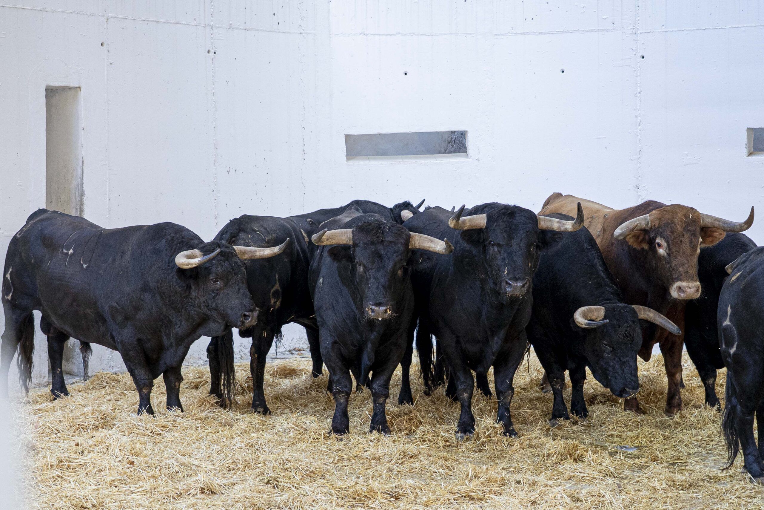 Orden de lidia de los toros de La Palmosilla para hoy en Murcia