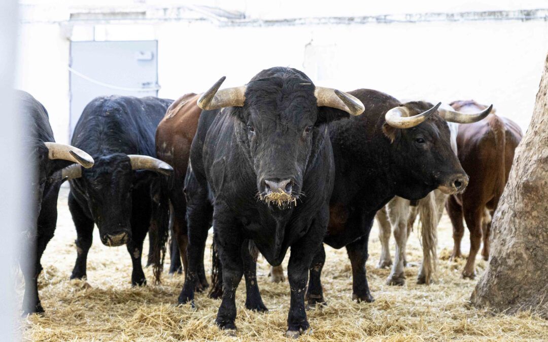 Sorteo de los toros de Juan Pedro Domecq para la segunda de abono