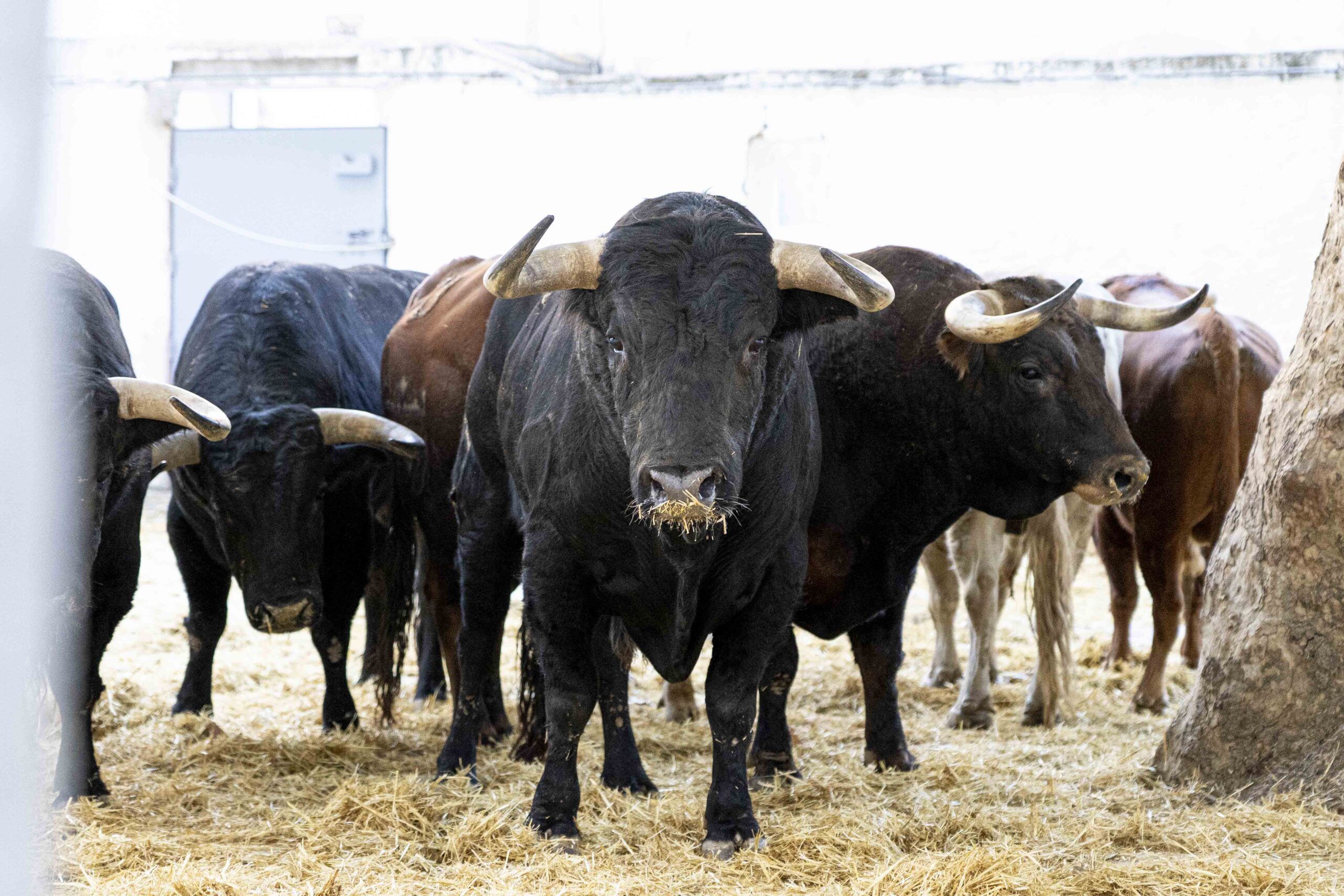 Sorteo de los toros de Juan Pedro Domecq para la segunda de abono