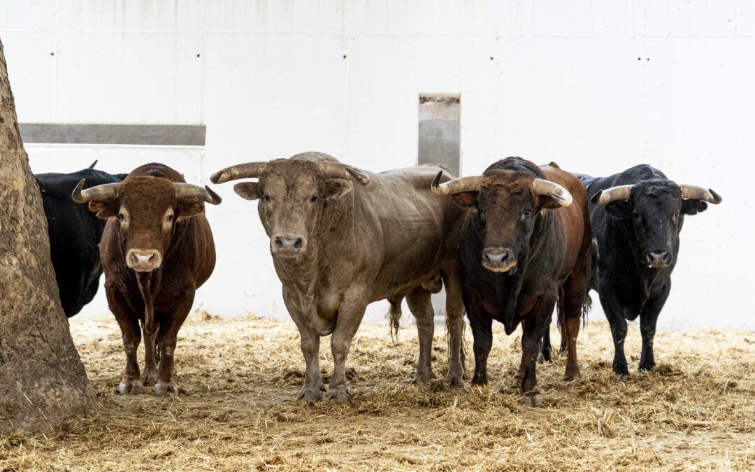 Sorteo de los toros de El Parralejo para la quinta de abono