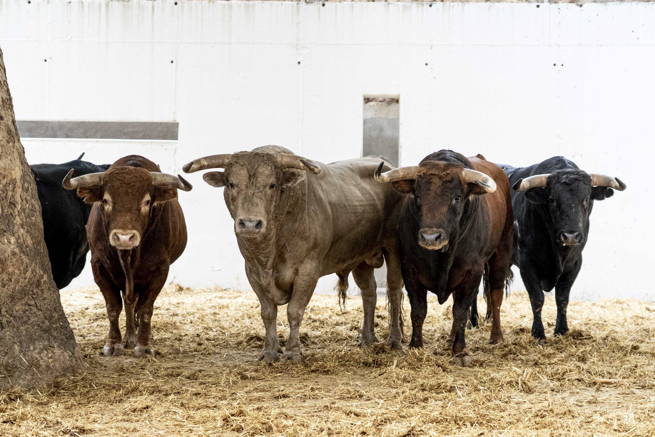 Sorteo de los toros de El Parralejo para la quinta de abono
