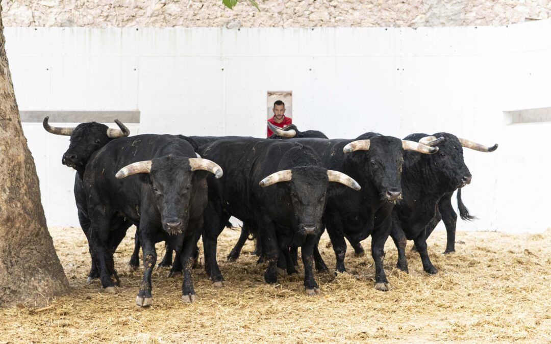 Sorteo de los toros de Los Espartales para rejones