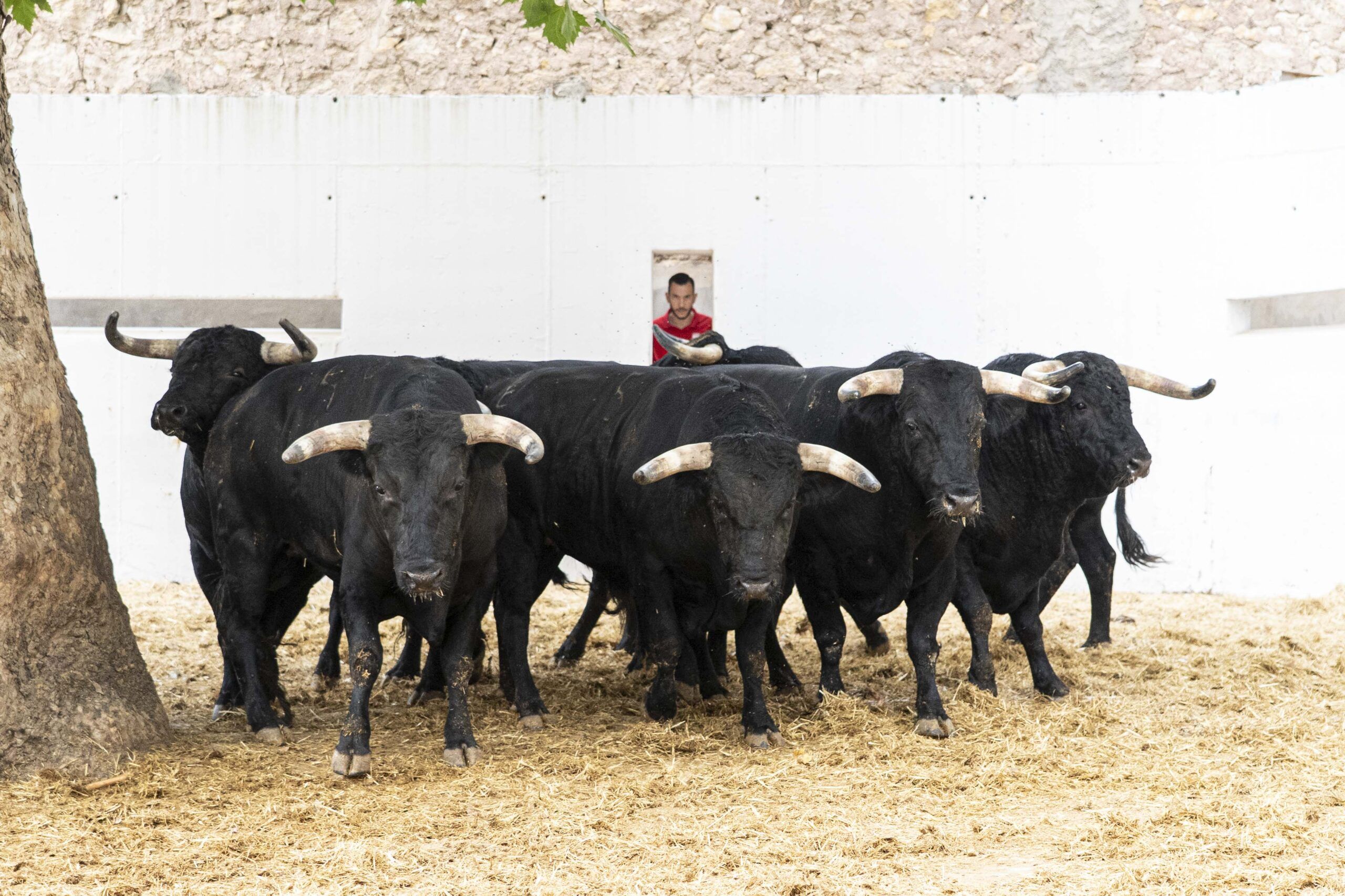 Sorteo de los toros de Los Espartales para rejones